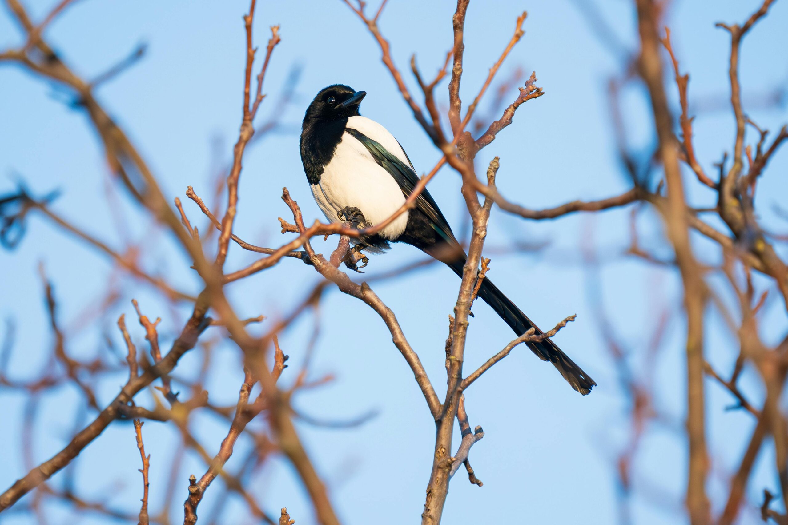 A magpie sits on a winter tree with no leaves against a blue sky.  This is an example of the birds living in and around Bristol which students would see is they went bird-watching in Bristol.  Photo by Bejan  Adrian: https://www.pexels.com/photo/magpie-perched-on-winter-branches-35209347/