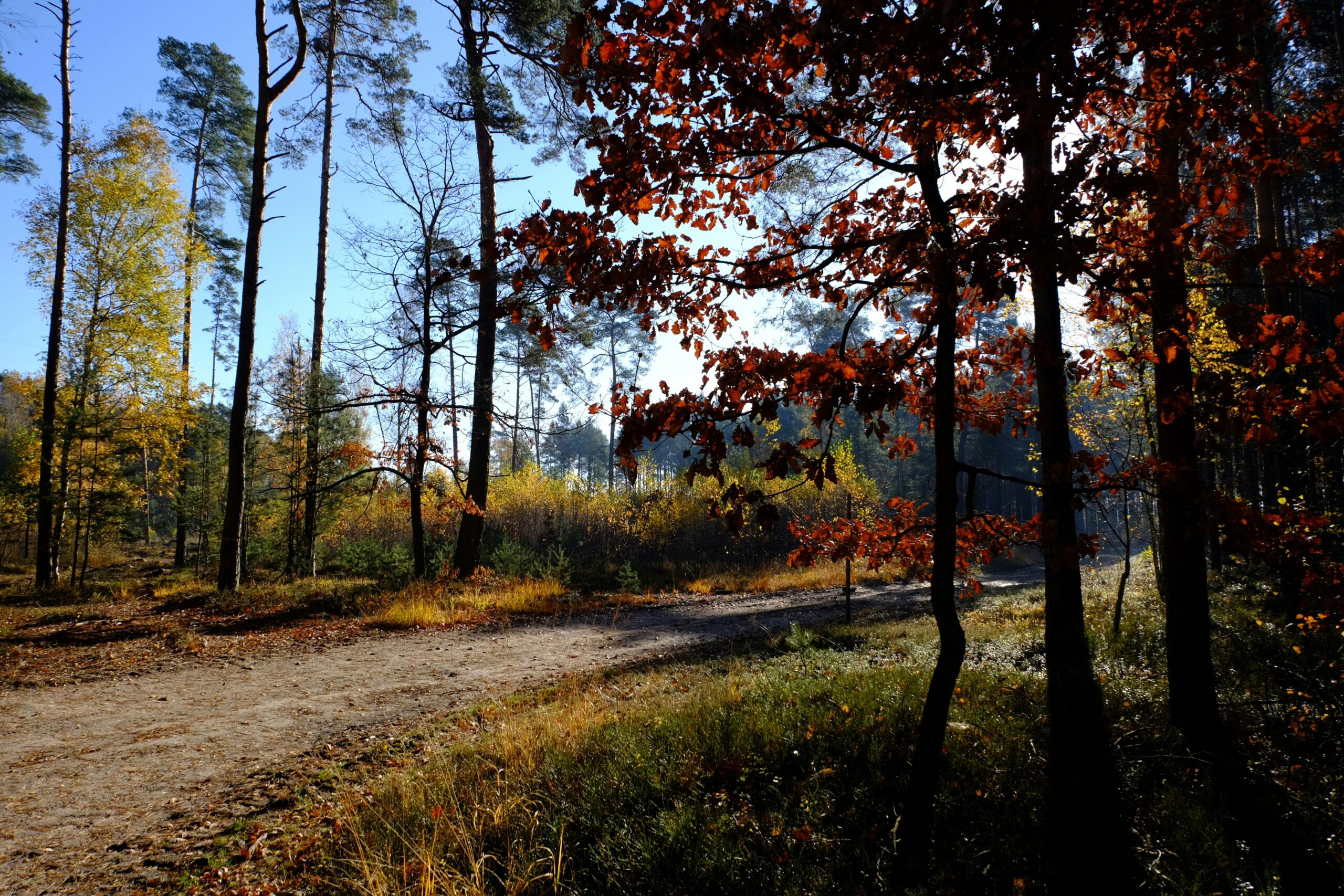 A hiking trail in a forested area during Autumn.  This is an example of the scenery students will experience when hiking in Bristol.  Photo by Roman Biernacki: https://www.pexels.com/photo/serene-autumn-forest-pathway-with-sunlight-35251898/
